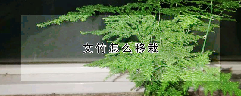 文竹怎么移栽