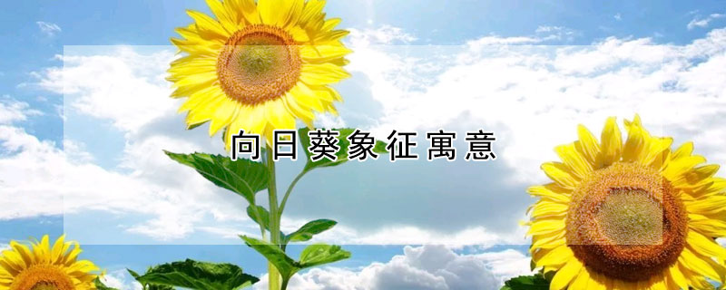 向日葵象征寓意