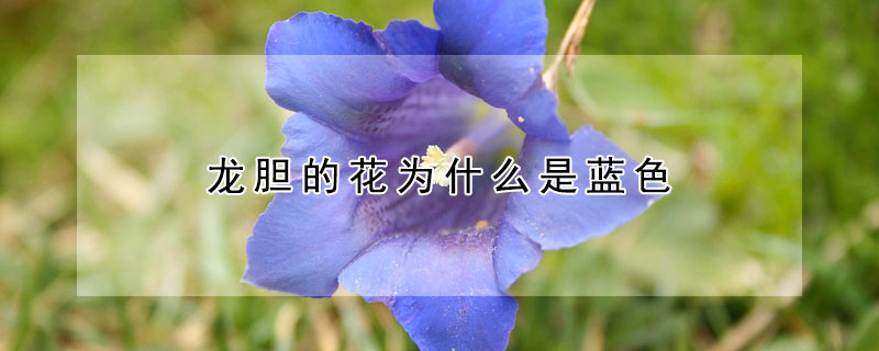 龙胆的花为什么是蓝色