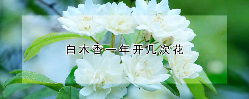 白木香一年开几次花