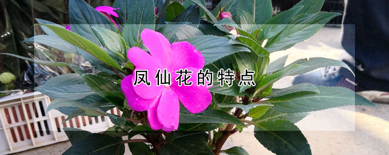 凤仙花的特点