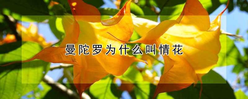 曼陀罗为什么叫情花