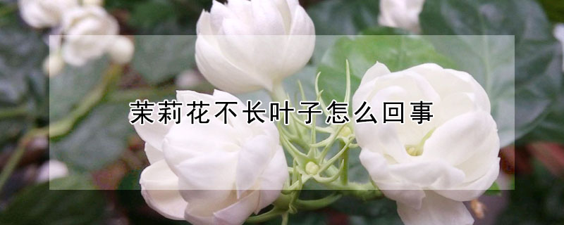 茉莉花不长叶子怎么回事