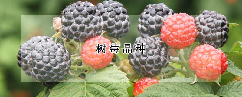树莓品种