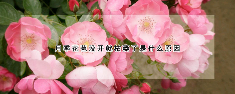 月季花苞没开就枯萎了是什么原因