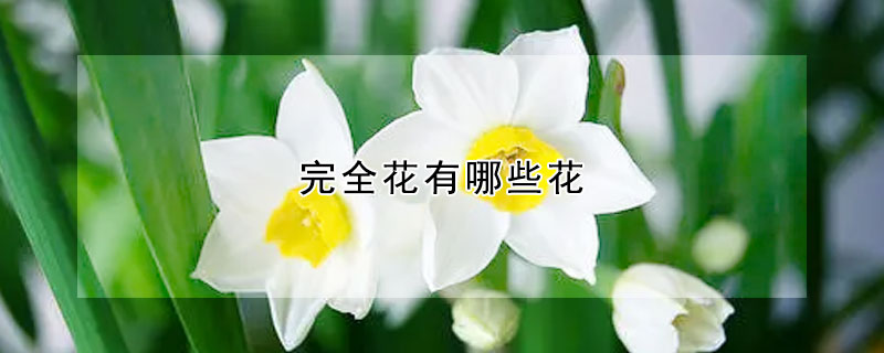 完全花有哪些花