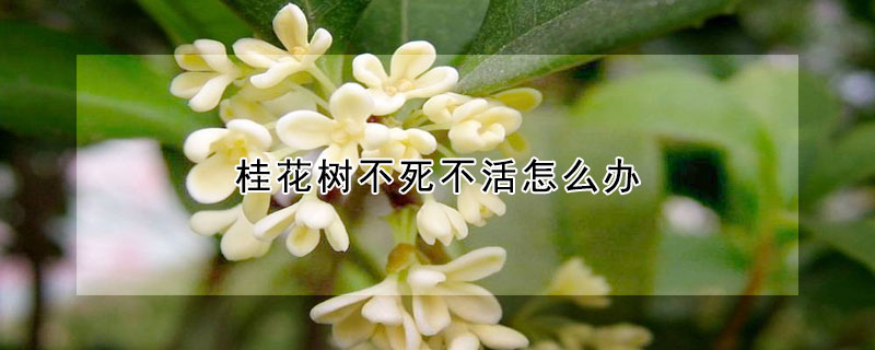 桂花树不死不活怎么办