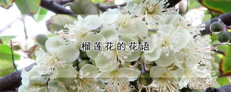 榴莲花的花语