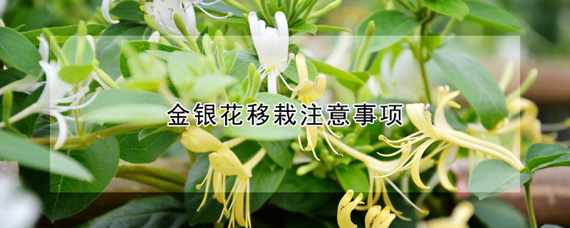 金银花移栽注意事项