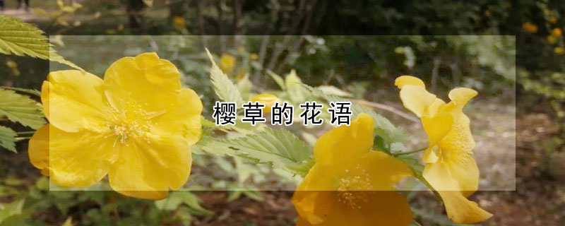 樱草的花语