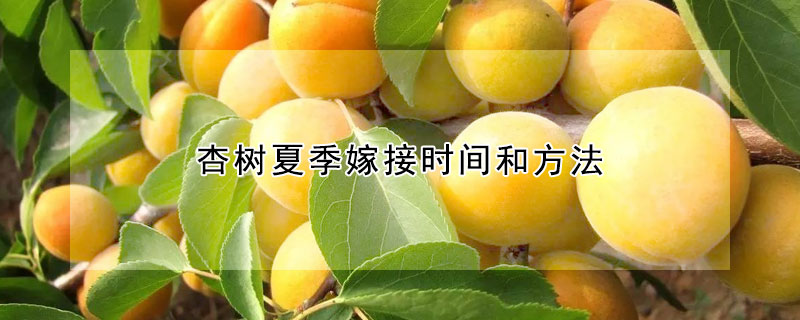 杏树夏季嫁接时间和方法