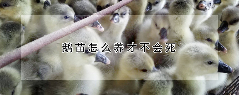 鹅苗怎么养才不会死