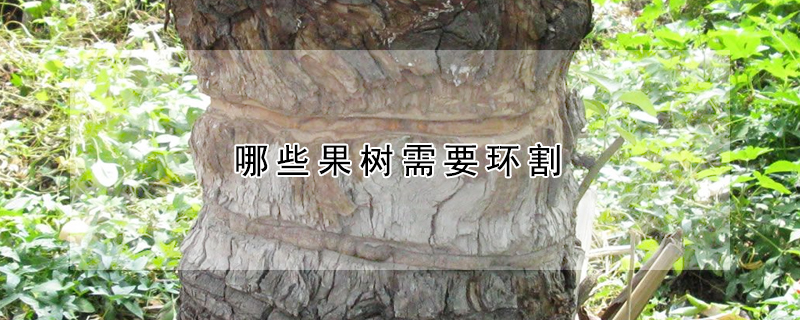 哪些果树需要环割