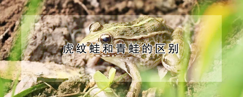 虎纹蛙和青蛙的区别