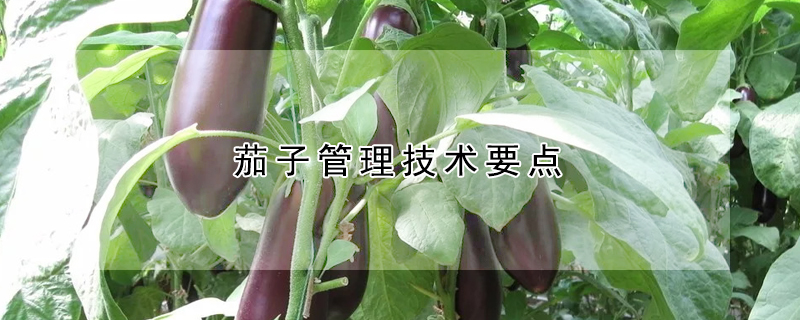 茄子管理技术要点