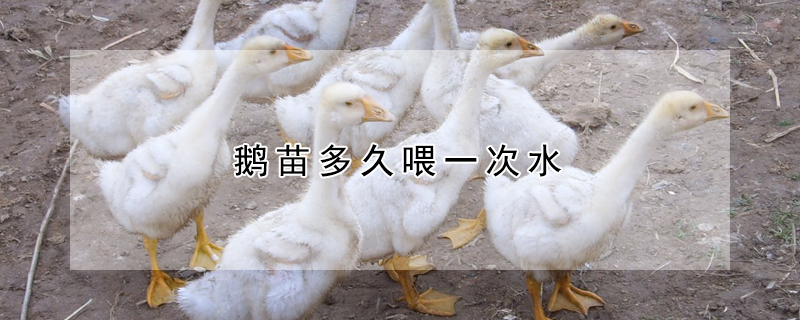 鹅苗多久喂一次水