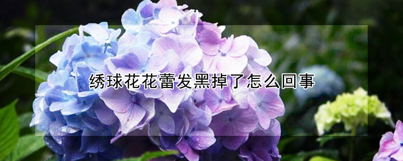 绣球花花蕾发黑掉了怎么回事