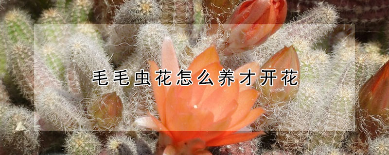 毛毛虫花怎么养才开花