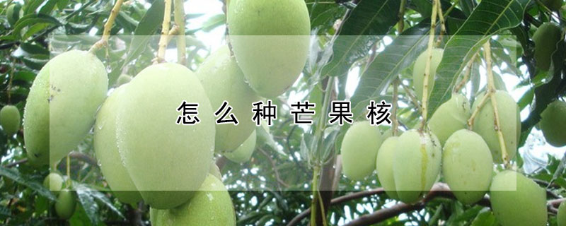 怎么种芒果核