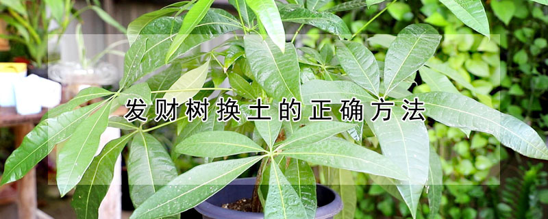 发财树换土的正确方法