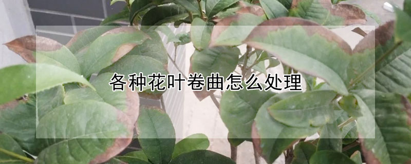 各种花叶卷曲怎么处理