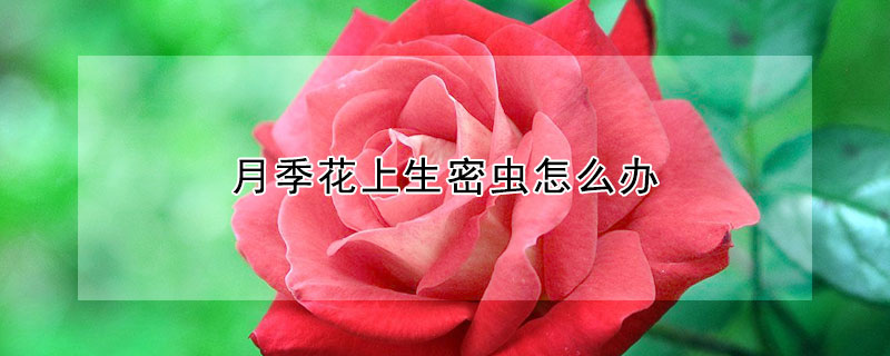 月季花上生密虫怎么办