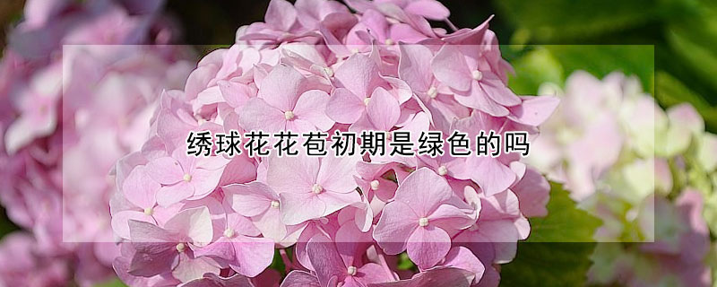 绣球花花苞初期是绿色的吗