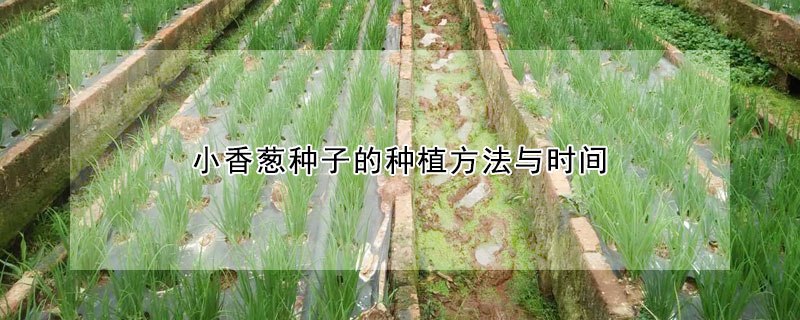 小香葱种子的种植方法与时间