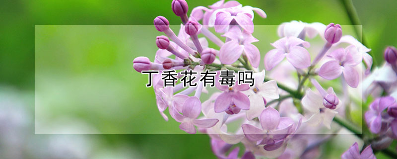 丁香花有毒吗