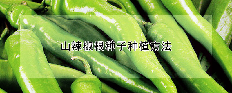 山辣椒根种子种植方法