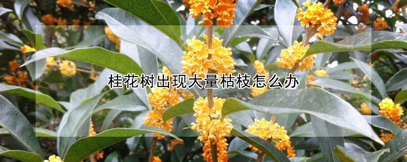 桂花树出现大量枯枝怎么办