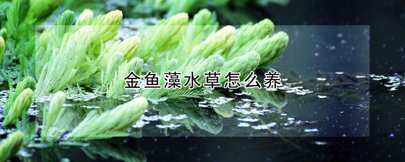 金鱼藻水草怎么养