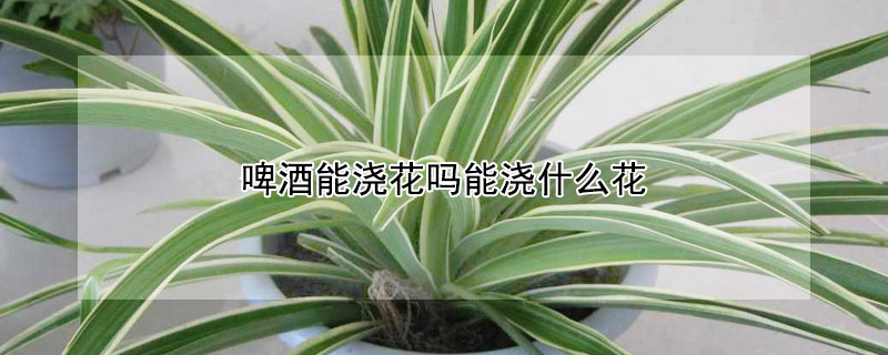 啤酒能浇花吗能浇什么花