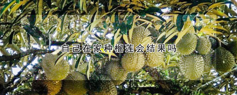 自己在家种榴莲会结果吗