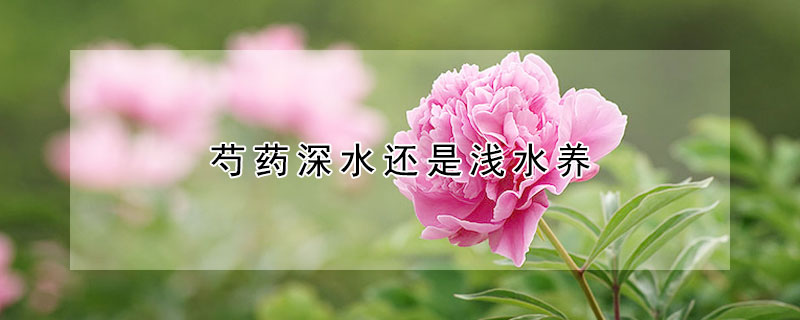 芍药深水还是浅水养