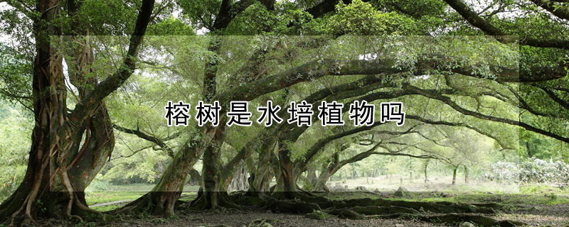 榕树是水培植物吗