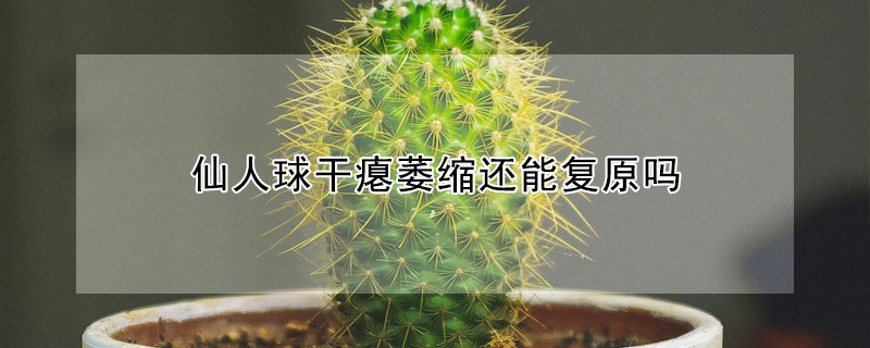 仙人球干瘪萎缩还能复原吗