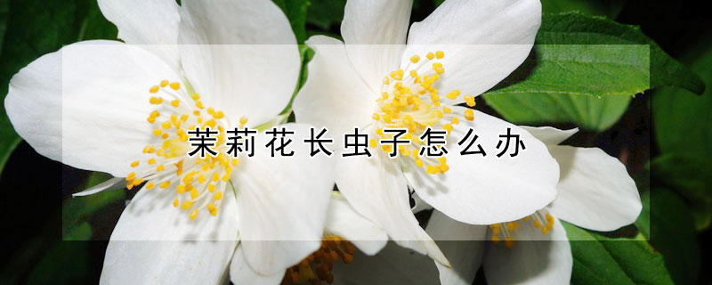 茉莉花长虫子怎么办