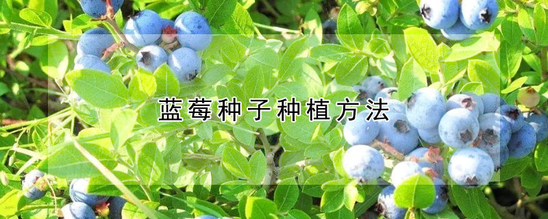 蓝莓种子种植方法