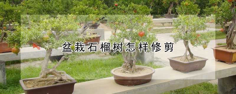 盆栽石榴树怎样修剪