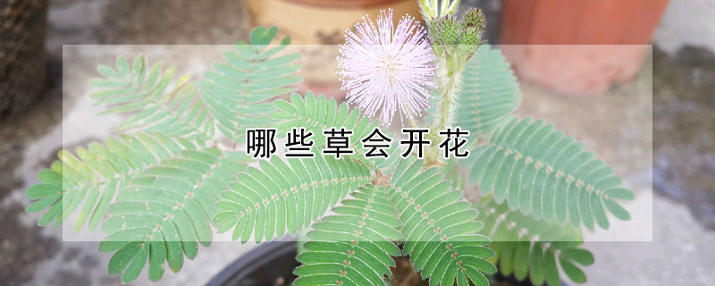 哪些草会开花