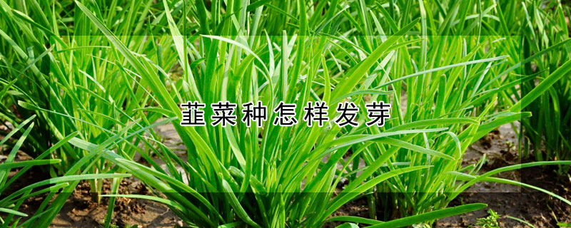 韮菜种怎样发芽