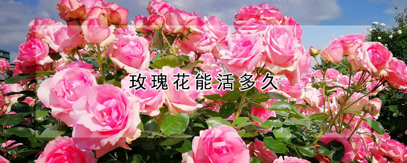 玫瑰花能活多久