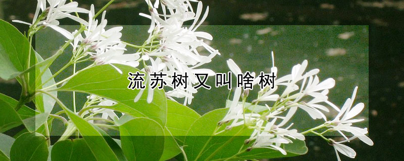 流苏树又叫啥树