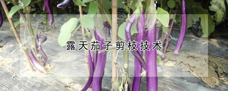 露天茄子剪枝技术