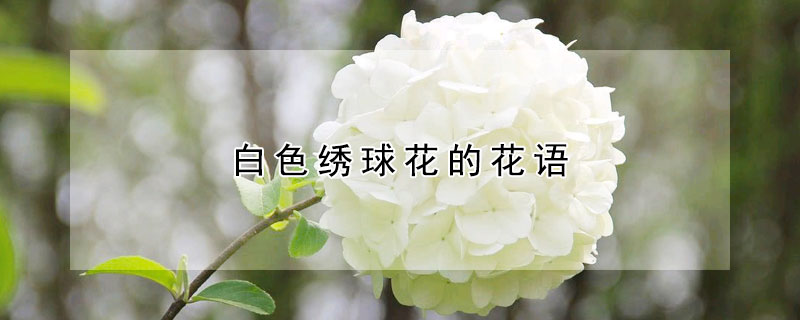 白色绣球花的花语