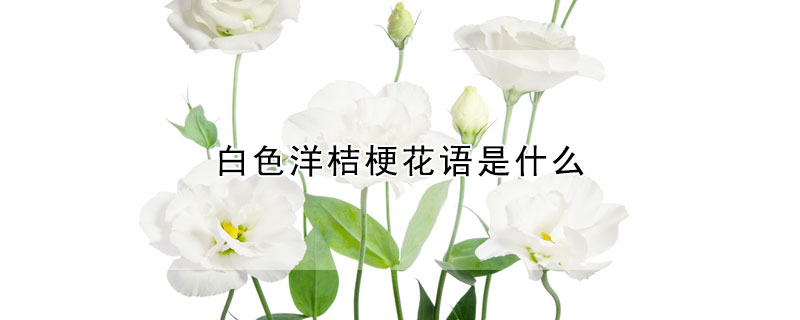 白色洋桔梗花语是什么