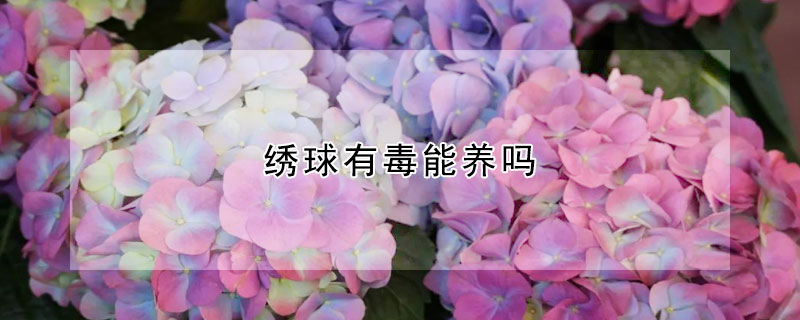 绣球有毒能养吗