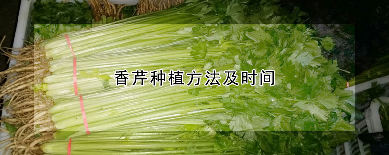 香芹种植方法及时间