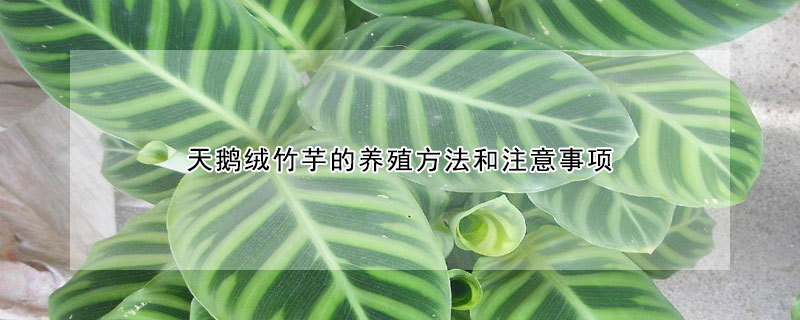 天鹅绒竹芋的养殖方法和注意事项